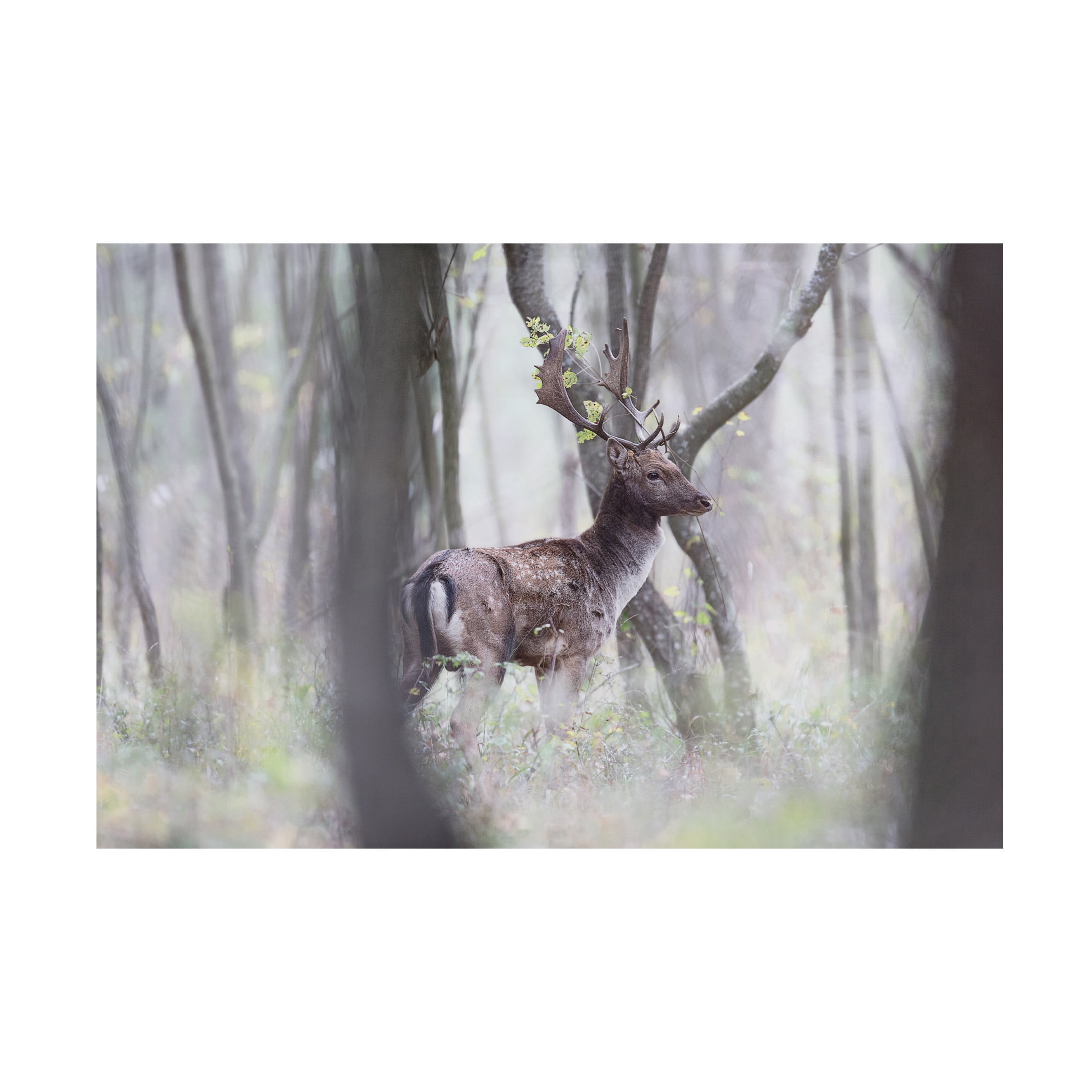 Sebastian Mastahac 'A Hunters View' Canvas Art