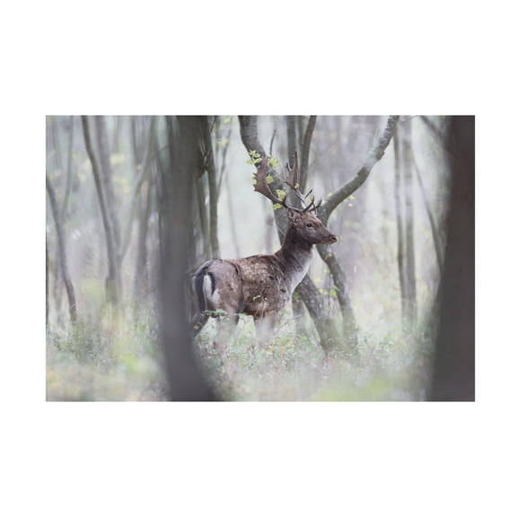Sebastian Mastahac 'A Hunters View' Canvas Art
