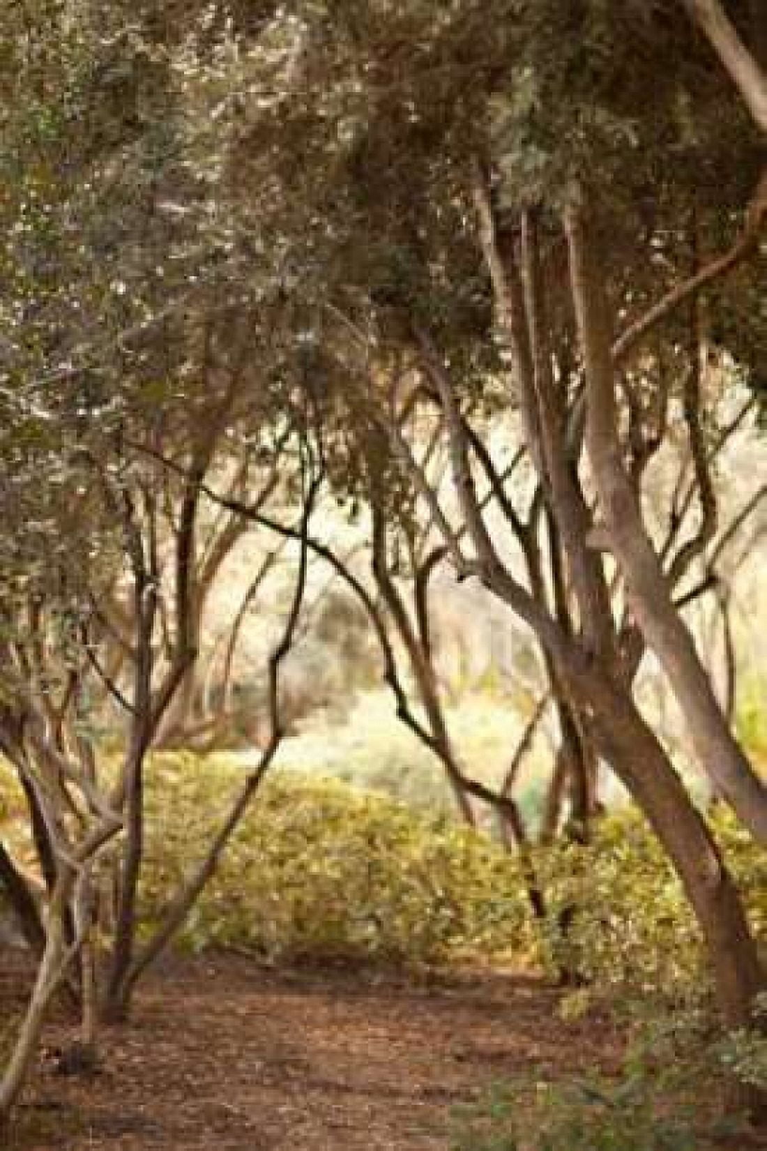 Secret Garden I Canvas Art - Karyn Millet (24 x 36)