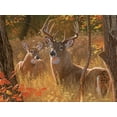 thumbnail image 1 of Secret Rendezvous (deer), 1 of 1