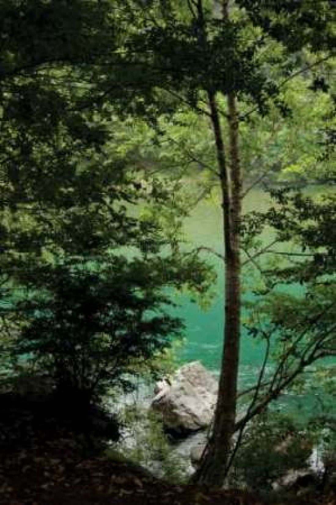 Secret Swimming Hole Canvas Art - Erin Berzel (20 x 28)