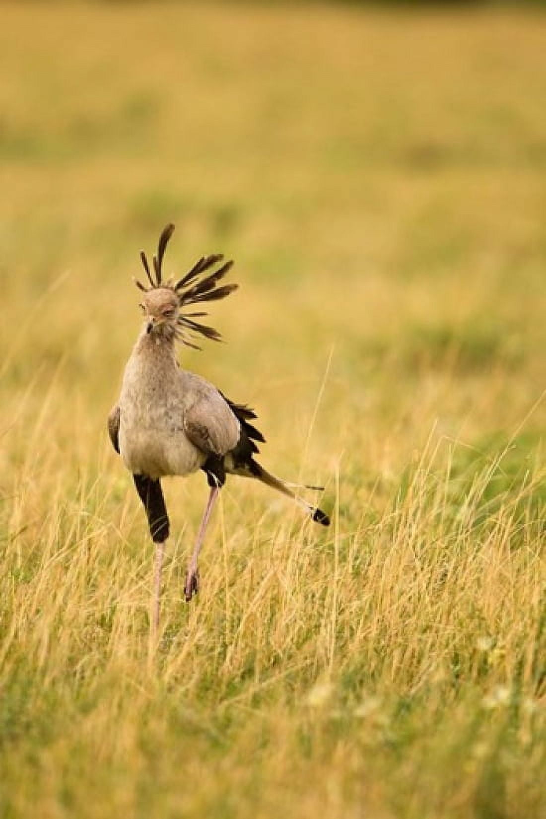 Secretary Bird hunting for food Lower Mara Masai Mara Game Reserve Kenya Canvas Art - Joe & Mary Ann McDonald DanitaDelimont (23 x 34)