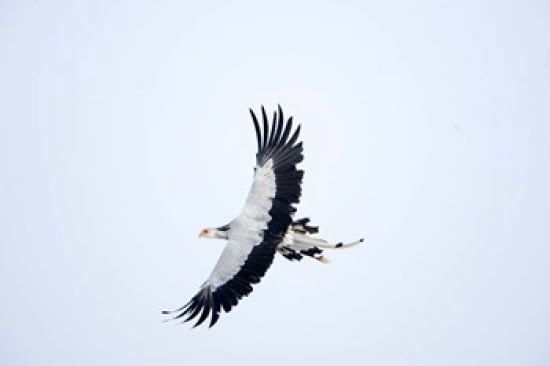 Secretary bird (Sagittarius serpentarius) in flight Samburu National Park Rift Valley Province Kenya Canvas Art - Panoramic Images (24 x 16)