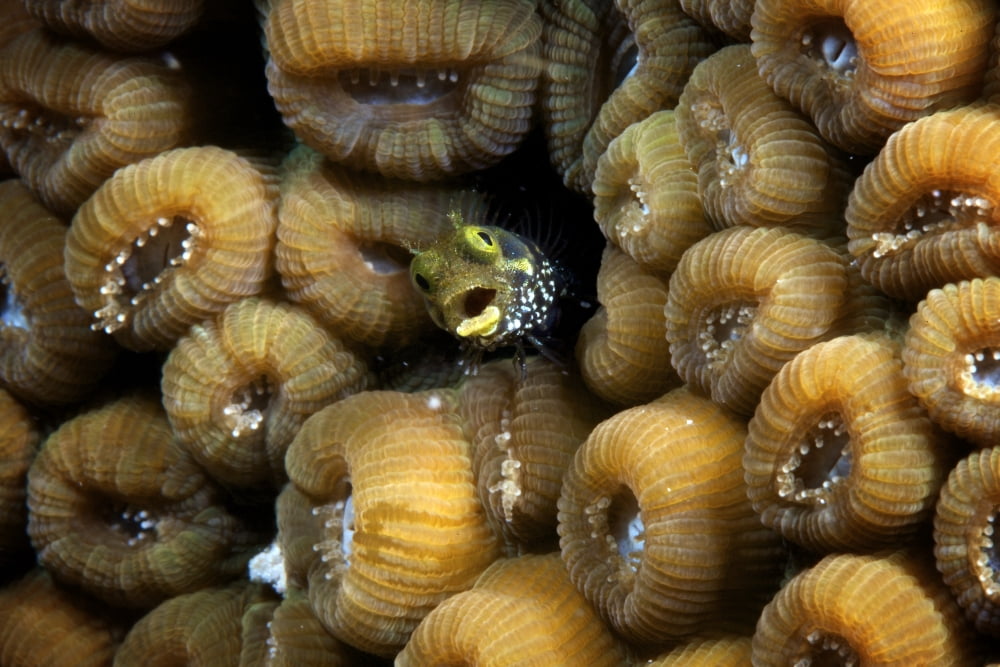 Secretary blenny makes its home nestled in some hard coral Canvas Art - Terry MooreStocktrek Images (18 x 12)