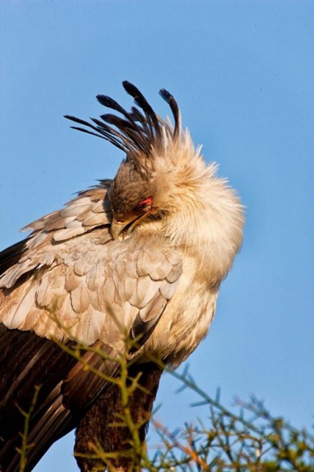 Secretarybird seen in the Masai Mara Kenya Canvas Art - Joe Restuccia III DanitaDelimont (12 x 17)