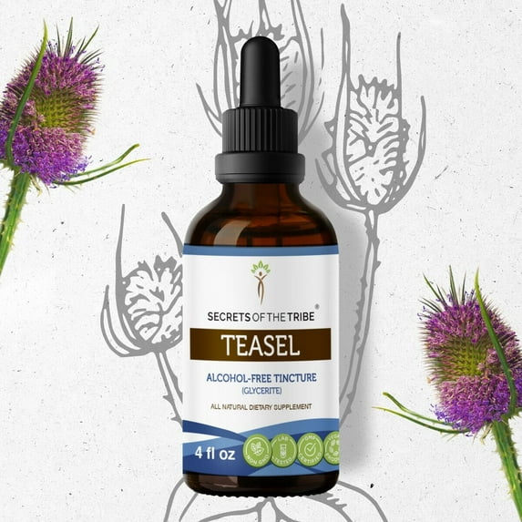 Secrets Of The Tribe Teasel Tincture Dietary Supplement, Natural Herbal Extract for Joint Support, Teasel (Dipsacus fullonum, Dipsacus sylvestris) Dried Root, Alcohol-Free Extract, Drops 4 oz