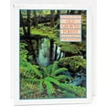 thumbnail image 1 of Pre-Owned Secrets of the old growth forest (Hardcover) 0879052910, 1 of 1