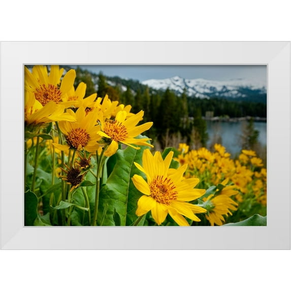 Sederquist, Betty 14x11 White Modern Wood Framed Museum Art Print Titled - Summer-mule ear flowers flourish along the edges of Caples Lake in the Carson Pass area