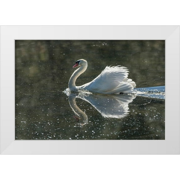 Sederquist, Betty 14x11 White Modern Wood Framed Museum Art Print Titled - Usa-California A mute swan fans its wings during courtship behavior