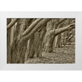 thumbnail image 1 of Sederquist, Betty 14x11 White Modern Wood Framed Museum Art Print Titled - Usa-California Huge cypress trees grow in a line near a Point Reyes road, 1 of 4