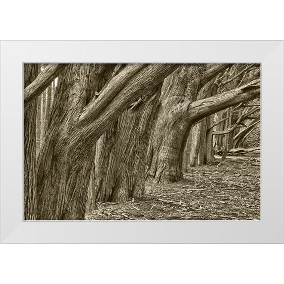 Sederquist, Betty 14x11 White Modern Wood Framed Museum Art Print Titled - Usa-California Huge cypress trees grow in a line near a Point Reyes road