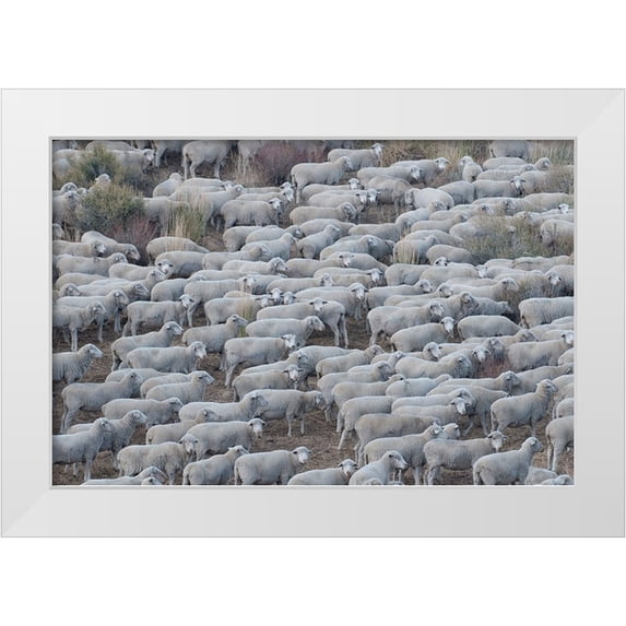 Sederquist, Betty 14x11 White Modern Wood Framed Museum Art Print Titled - Usa-California Shepherds guide huge herds of sheep in the high Sierras near Bodie