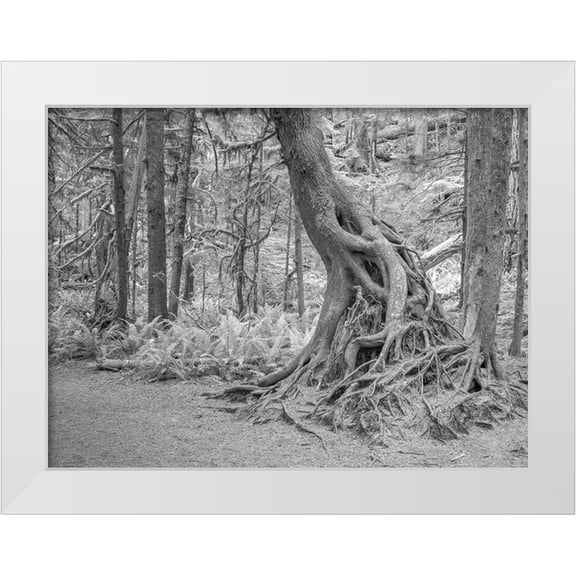 Sederquist, Betty 14x12 White Modern Wood Framed Museum Art Print Titled - Usa-Washington State-Olympic National Park