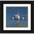 thumbnail image 1 of Sederquist, Betty 16x15 Black Ornate Wood Framed with Double Matting Museum Art Print Titled - Usa-California A mute swan tends to her cygnets on a California pond, 1 of 4