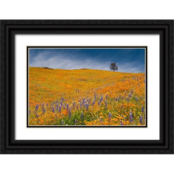 Sederquist, Betty 18x13 Black Ornate Wood Framed with Double Matting Museum Art Print Titled - Usa-California A field of poppies and lupines turns a mountainside yellow and blue in spring