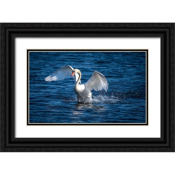 Sederquist, Betty 24x16 Black Ornate Wood Framed with Double Matting Museum Art Print Titled - Usa-California A mute swan flaps its huge wings during courting behavior on a California pond