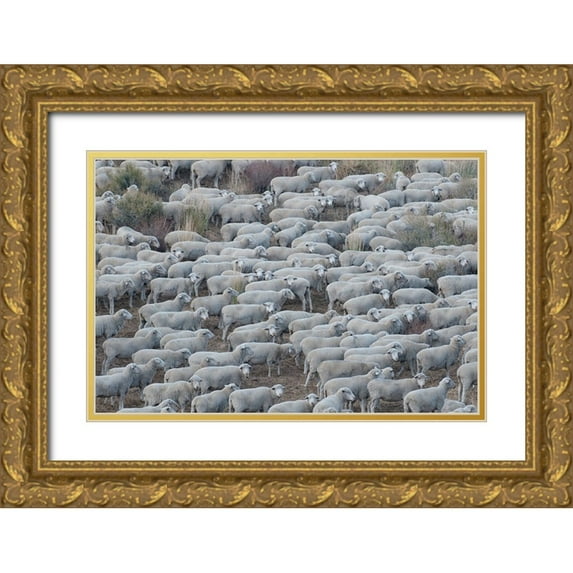 Sederquist, Betty 32x23 Gold Ornate Wood Framed with Double Matting Museum Art Print Titled - Usa-California Shepherds guide huge herds of sheep in the high Sierras near Bodie