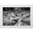 thumbnail image 1 of Sederquist, Betty 32x23 White Modern Wood Framed Museum Art Print Titled - Usa-Washington State Giant ferns carpet the ground in the Hoh Rainforest-Olympic National Park, 1 of 4