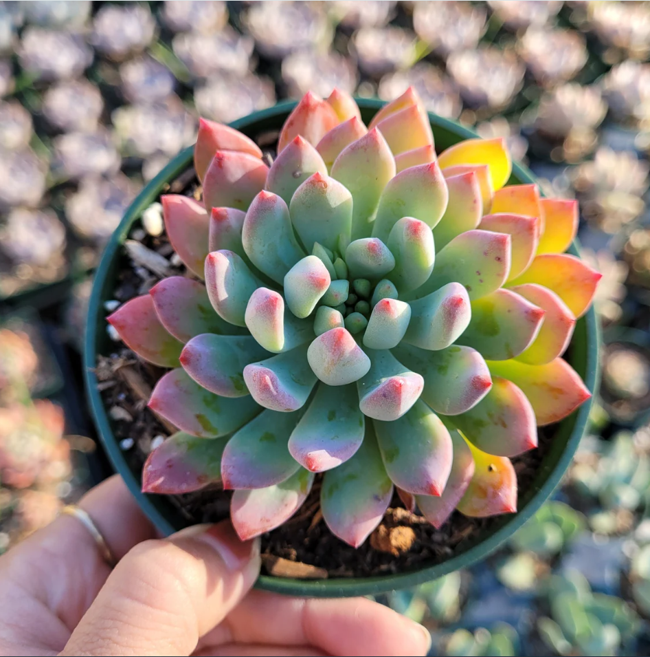 quotes on succulents Quote Succulent Digital  27willowlane