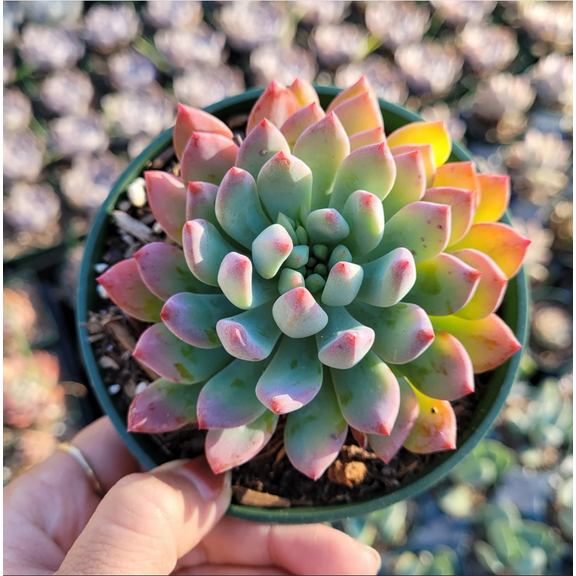 Sedeveria 'Blue Elf' Succulent Live Plant 2 Inch for Indoor Outdoor Home Office Garden Decor