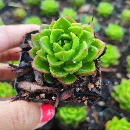 Sedeveria 'Letizia' #A Succulent Live Plant 2 Inch for Indoor Outdoor Home Office Garden Decor