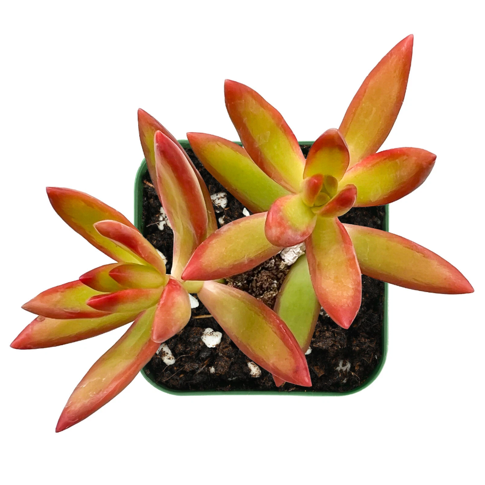 Sedum Adolphii 'Firestorm' Succulent Live Plant 2 Inch for Indoor Outdoor  Home Office Garden Decor - Walmart.com