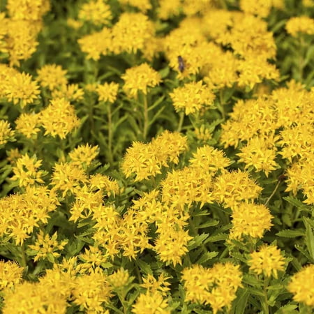 Sedum Aizoon Drought Tolerant Fei Cai Ground Cover Plant Seed - 2000 Seeds