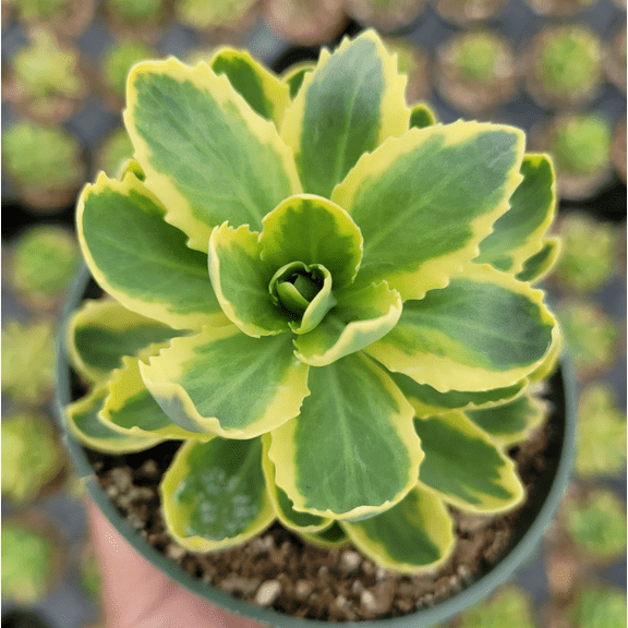 Sedum Alboroseum 'Mediovariegatum' Variegated #B Succulent Live Plant 4" Bare Roots for Garden Decor