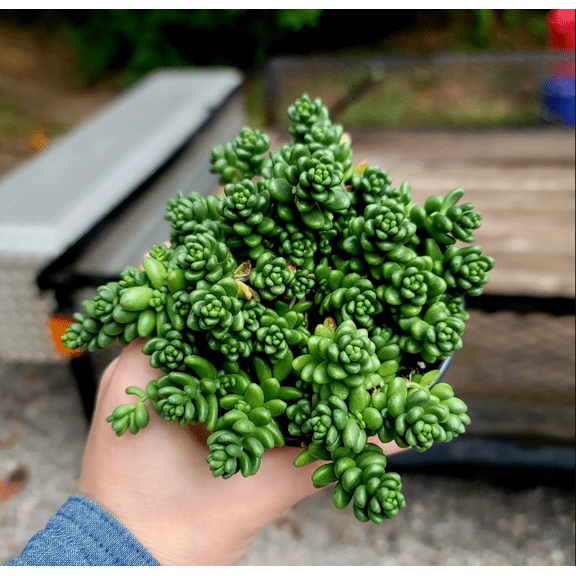 Sedum Album 'Athoum' Stonecrop Succulent Live Plant 2 Inch for Indoor Outdoor Home Office Garden Decor