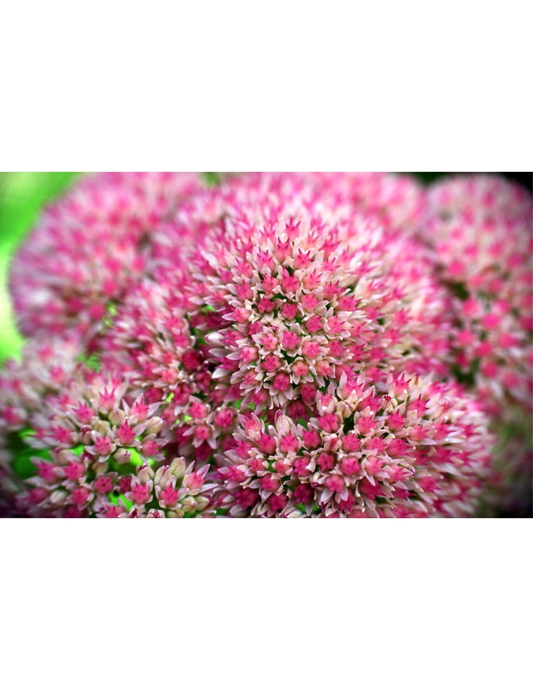 Sedum 'Autumn Joy' | Sedum Stonecrop | Easy Hardy Plant with Lovely ...