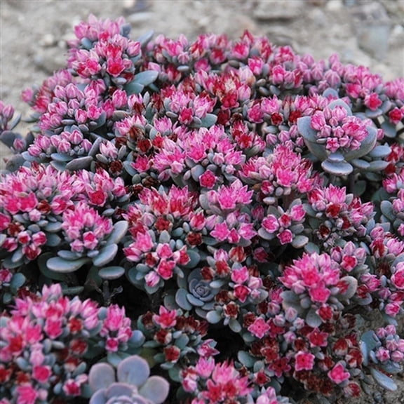 Sedum 'Blue Elf' in a trade one gallon Pot (0.067 gallons of potting soil)- Stunning Sun Loving Sunsparkler Sedum