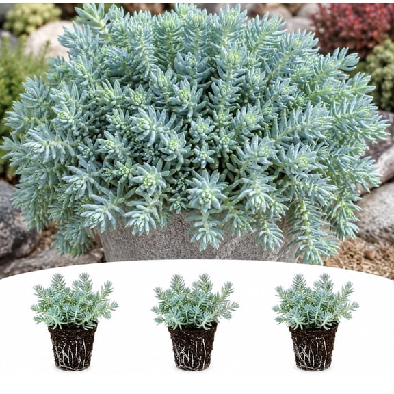 Sedum Blue Spruce Live Plant Plugs Blue Green Evergreen Ground Cover Hardy Spreading Stonecrop Succulent Perennial, 10 Plants