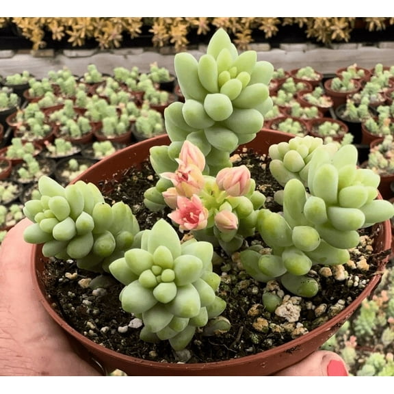 Sedum Burrito Plant Live for Planting - Donkey's Tail Plant - Burro's Tail Plant - 4 Inch Pot