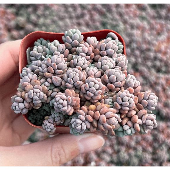 Sedum Dasyphyllum Plant Live for Planting - Sedum Minor Plant - Corsican Stonecrop Plant - Blue Tears Sedum Plant - Thick-Leaf Stonecrop Plant - 2 Inch Pot