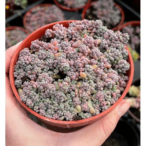 Sedum Dasyphyllum Plant Live for Planting - Sedum Minor Plant - Corsican Stonecrop Plant - Blue Tears Sedum Plant - Thick-Leaf Stonecrop Plant - 4 Inch Pot