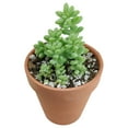 thumbnail image 1 of Sedum Donkey's Tail (4"+ Clay Pot) - Sedum Burrito - Tiny, Lovely, Easy to Care Succulents - Live Healthy Succulents - Best Indoor Plant, 1 of 1