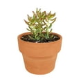thumbnail image 1 of Sedum Fire Storm Succulent (4"+ Clay Pot) - Golden Sedum - Sedum Adolphii - Live Healthy Succulent for Home Office - Tiny, Lovely, Easy to Care Succulent for Beginners, 1 of 7