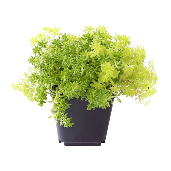 Sedum Golden Moss Tokyo Sun Succulent (2"+ Plastic Pot) - Tiny, Lovely, Easy to Care Succulent for Beginners - Live Healthy Succulent for Home Office