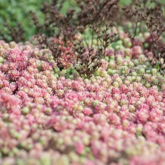 Sedum Hispanicum Drought Tolerant Spanish Stonecrop Ground Cover Plant Seeds - 2000 Seeds