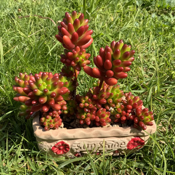 Sedum Jelly Bean, Sedum Rubrotinctum, Jelly Bean Plant, Live Plant in 2'' Pot