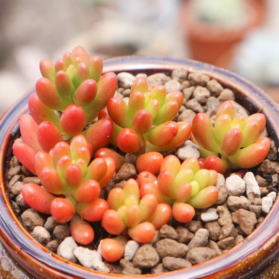 Sedum Jelly Bean, Sedum Rubrotinctum, Jelly Bean Plant, Live Plant in 4'' Pot