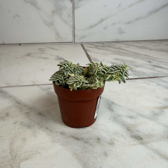 Sedum Lineare Variegatum, 2" Plant, The Plant Farm