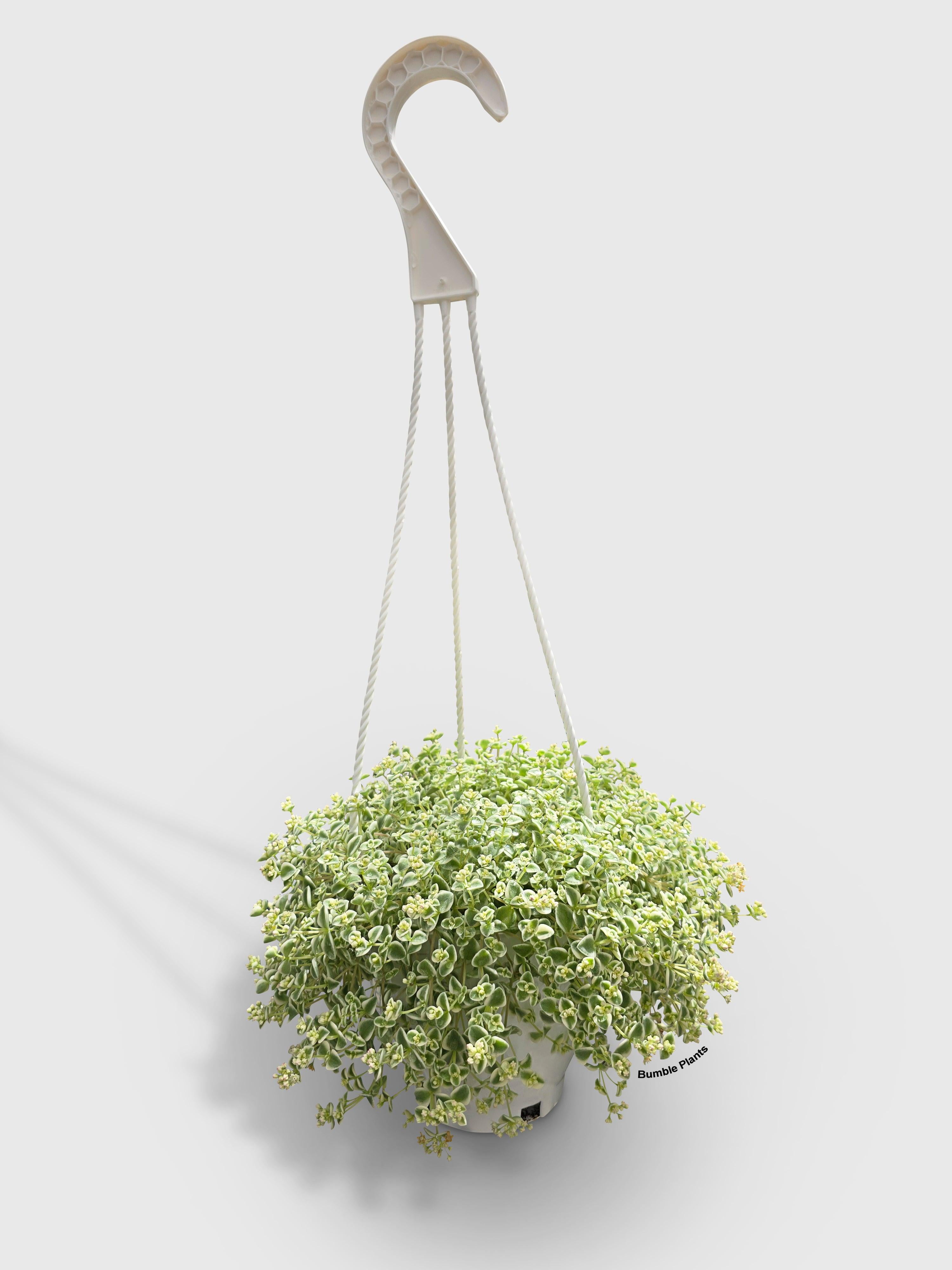 Sedum Little Missy - Live Air-Purifying Indoor Plant in Nursery Pot – Easy Care, Low Maintenance Houseplant for Home & Office Decor, Natural Air Cleaner, Best for Beginners