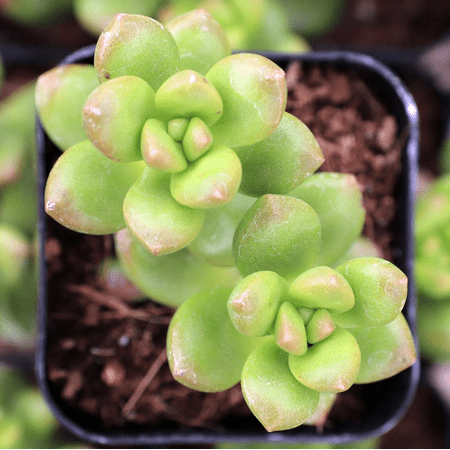 Sedum Lucidum 'Obesum' Succulent Live Plant 2 Inch for Indoor Outdoor Home Office Garden Decor price history and forecast - EKT Nursery