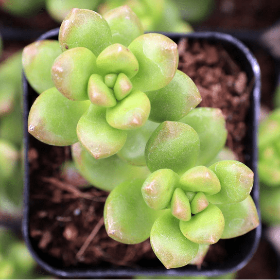 Sedum Lucidum 'Obesum' Succulent Live Plant 2 Inch for Indoor Outdoor Home Office Garden Decor