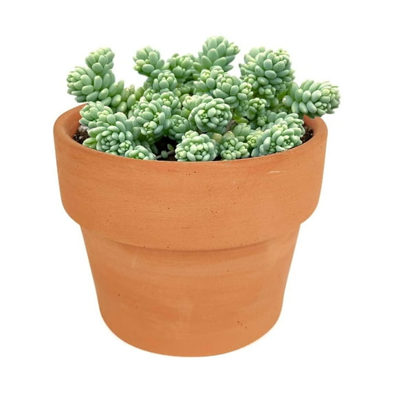 Sedum Major Succulent (4"+ Clay Pot) - Corsican Stonecrop - Blue Tears Sedum - Live, Healthy Succulent for Home Office - Tiny, Lovely, Easy to Care Succulent for Beginners