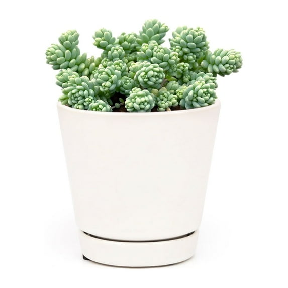 Sedum Major Succulent (6"+ Minimalist Pot) - Corsican Stonecrop - Blue Tears Sedum - Live, Healthy Succulent for Home Office - Tiny, Lovely, Easy to Care Succulent for Beginners