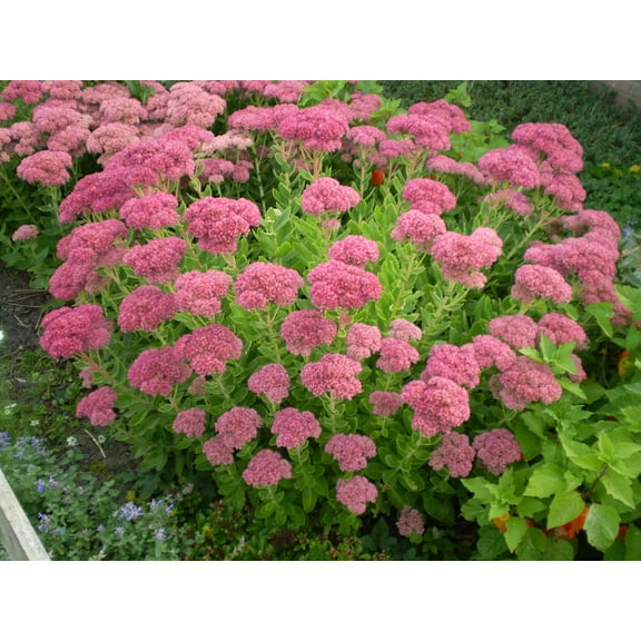 Sedum 'Neon' -Hardy Perennial- Live Starter Plant