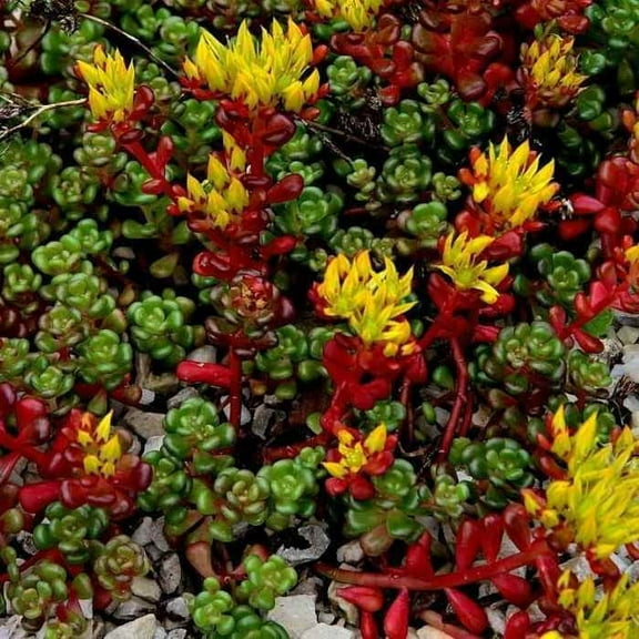 Sedum Oreganum Drought Tolerant Oregon Stonecrop Ground Cover Plant Seeds - 2000 Seeds