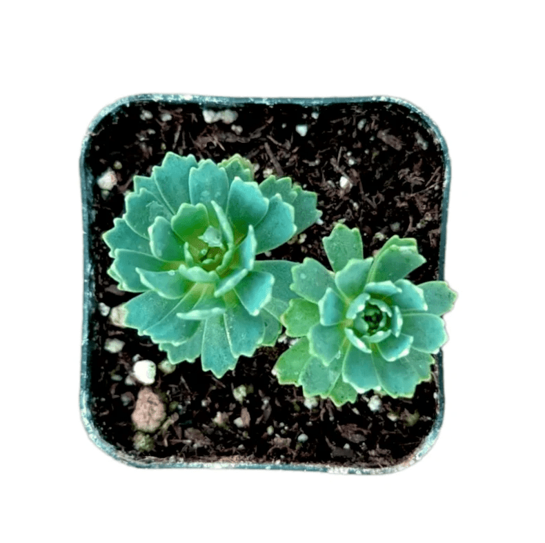 black and white planter pot The Ten Planter With Stand – Pigment main image 0